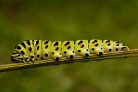 Paź królowej (Papilio machaon) gąsienica, larwa_1