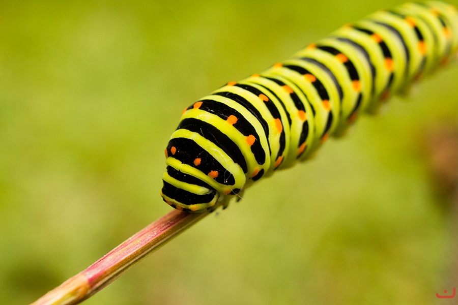 Paź królowej (Papilio machaon) gąsienica, larwa_3